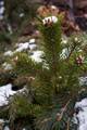 Pinus sylvestris Watereri WB IMG_8794 Sosna pospolita